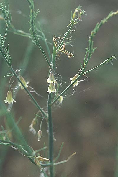 Asparagus officinalis / Garden Asparagus, Wild Asparagus, D Bensheim 15.5.2006