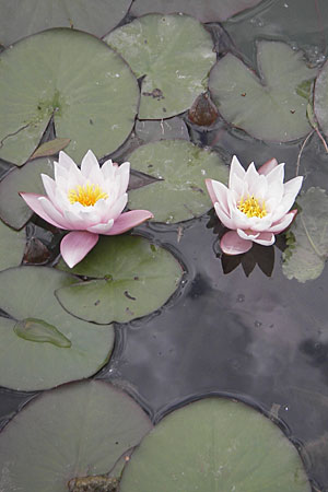 Nymphaea alba \ Weie Seerose / White Water-Lily, D Groß-Gerau 20.6.2009