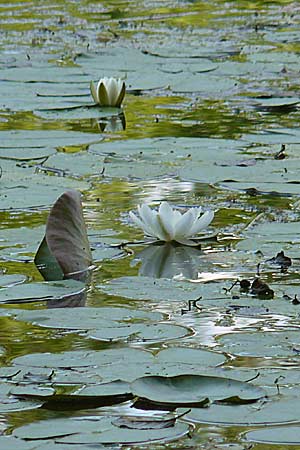 Nymphaea candida \ Glnzende Seerose, Kleine Seerose, D Rheinstetten-Silberstreifen 16.8.2008