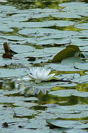 Nymphaea candida \ Glnzende Seerose, Kleine Seerose / Water-Lily, D Rheinstetten-Silberstreifen 16.8.2008