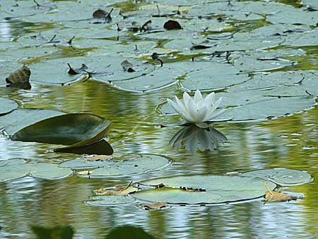 Nymphaea candida \ Glnzende Seerose, Kleine Seerose / Water-Lily, D Rheinstetten-Silberstreifen 16.8.2008