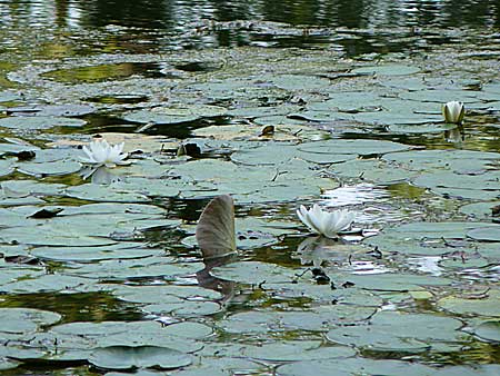 Nymphaea candida \ Glnzende Seerose, Kleine Seerose, D Rheinstetten-Silberstreifen 16.8.2008