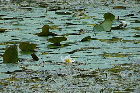 Nymphaea candida \ Glnzende Seerose, Kleine Seerose / Water-Lily, D Rheinstetten-Silberstreifen 16.8.2008