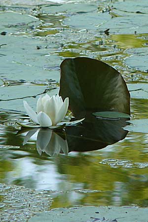 Nymphaea candida \ Glnzende Seerose, Kleine Seerose, D Rheinstetten-Silberstreifen 16.8.2008