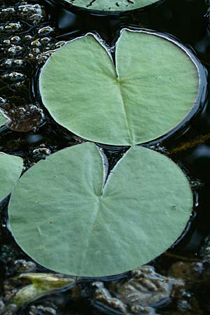 Nymphaea candida / Water-Lily, D Rheinstetten-Silberstreifen 18.8.2008