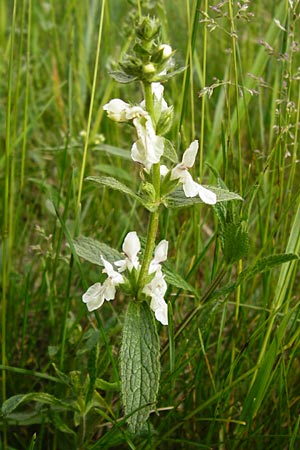 Stachys recta \ Aufrechter Ziest / Yellow Woundwort, D Mannheim 15.5.2014