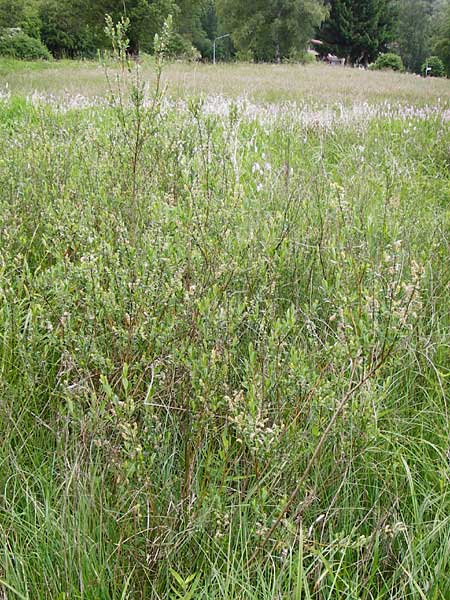 Salix repens \ Kriech-Weide / Creeping Willow, D Odenwald, Wahlen 30.5.2014