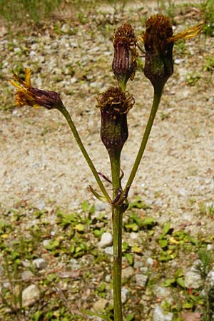 Tephroseris crispa \ Krauses Aschenkraut, Bach-Greiskraut / Frizzly Groundsel, D Zwiesel 9.6.2014