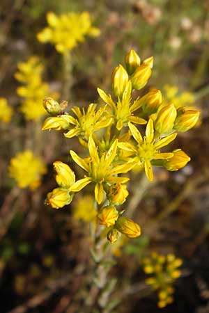 Sedum forsterianum \ Zierliche Felsen-Fetthenne, D Mannheim 7.7.2014