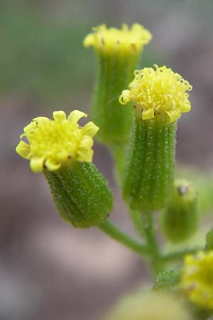 Senecio sylvaticus \ Wald-Greiskraut, D Siefersheim 14.6.2008