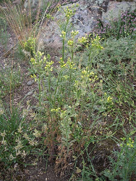 Senecio sylvaticus \ Wald-Greiskraut, D Siefersheim 14.6.2008