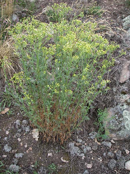 Senecio sylvaticus / Heath Groundsel, D Siefersheim 14.6.2008