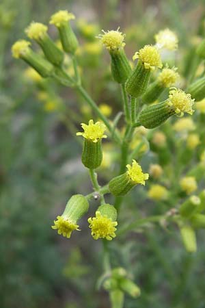 Senecio sylvaticus \ Wald-Greiskraut, D Siefersheim 14.6.2008