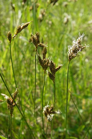 Carex praecox \ Frhe Segge / Vernal Sedge, D Darmstadt 10.5.2009