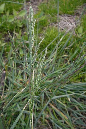 Puccinellia distans \ Salz-Schwaden / Reflexed Saltmarsh Grass, D Bad Nauheim 13.5.2010