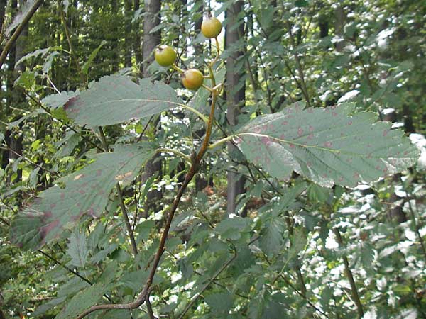 Sorbus schwarziana \ Schwarz' Mehlbeere, D Franken Frechetsfeld 6.8.2011