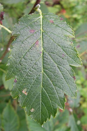 Sorbus schwarziana \ Schwarz' Mehlbeere, D Franken Frechetsfeld 6.8.2011