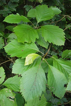 Sorbus schnizleiniana \ Schnizleins Mehlbeere, D Franken Neukirchen 6.8.2011