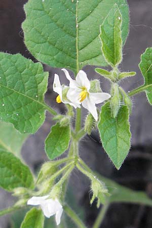 Solanum sarachoides \ Saracha-Nachtschatten / Saracha Nightshade, D Mannheim 17.10.2011