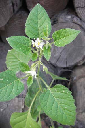 Solanum sarachoides \ Saracha-Nachtschatten, D Mannheim 17.10.2011