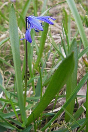 Scilla siberica agg. \ Sibirischer Blaustern / Siberian Squill, D Ludwigshafen 29.3.2012