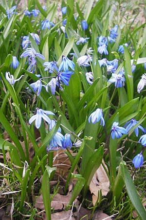 Scilla siberica agg. \ Sibirischer Blaustern, D Ludwigshafen 29.3.2012