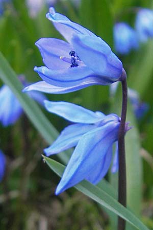 Scilla siberica agg. \ Sibirischer Blaustern / Siberian Squill, D Ludwigshafen 29.3.2012