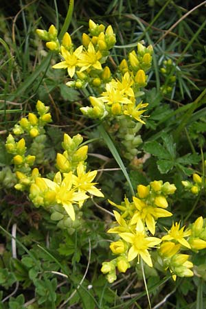 Sedum acre / Biting Stonecrop, D Solnhofen 5.6.2012