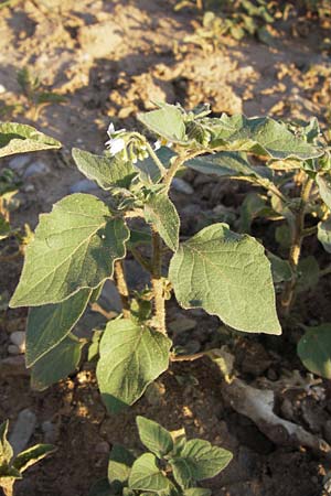 Solanum nigrum subsp. schultesii \ Schultes' Nachtschatten, Tuschender Nachtschatten / Schultes's Nightshade, D Heidelberg 4.9.2012