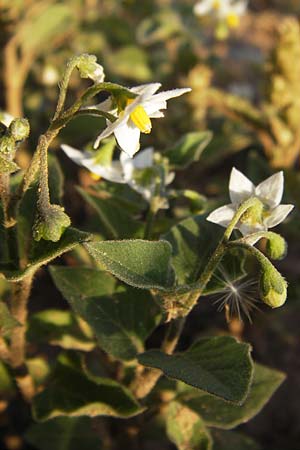 Solanum nigrum subsp. schultesii \ Schultes' Nachtschatten, Tuschender Nachtschatten, D Heidelberg 4.9.2012