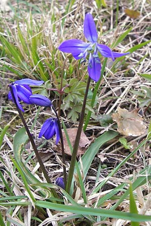 Scilla siberica agg. \ Sibirischer Blaustern, D Ludwigshafen 8.4.2013