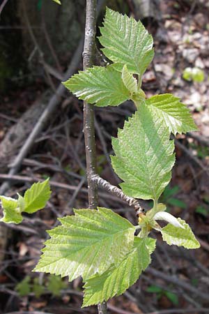 Sorbus subcordata \ Arnstdter Mehlbeere, D Thüringen, Arnstadt 8.5.2013