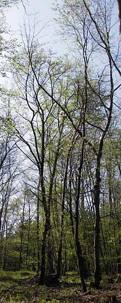 Sorbus subcordata \ Arnstdter Mehlbeere / Arnstadt Whitebeam, D Thüringen, Arnstadt 8.5.2013