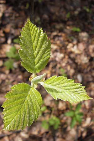 Sorbus subcordata \ Arnstdter Mehlbeere / Arnstadt Whitebeam, D Thüringen, Arnstadt 8.5.2013