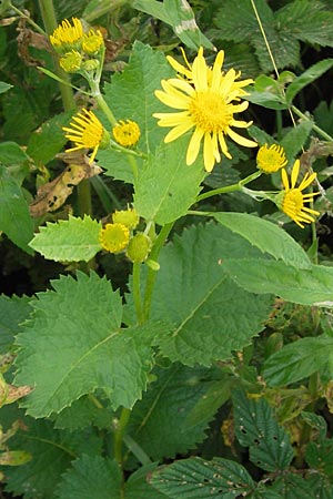 Senecio subalpinus \ Berg-Greiskraut, D Rhön, Tann-Neuswarts 6.7.2013