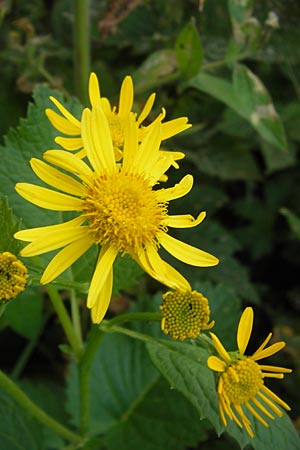 Senecio subalpinus \ Berg-Greiskraut / Mountain Ragwort, D Rhön, Tann-Neuswarts 6.7.2013