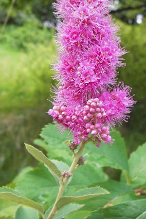 Spiraea x billardii \ Kolben-Spiere, Billards Spierstrauch / Billard's Meadowsweet, D Schwarzwald/Black-Forest, Baiersbronn 18.8.2013