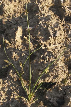 Schoenoplectiella supina \ Niedrige Teichsimse, Zwerg-Flechtbinse / Dwarf Bulrush, D Philippsburg 20.8.2013