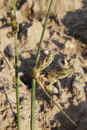 Schoenoplectiella supina \ Niedrige Teichsimse, Zwerg-Flechtbinse, D Philippsburg 20.8.2013