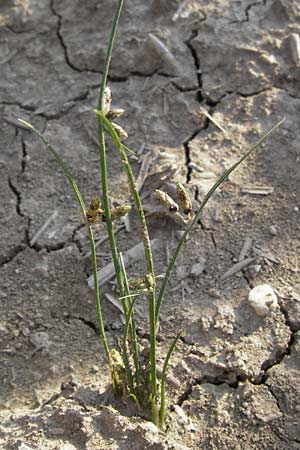 Schoenoplectiella supina \ Niedrige Teichsimse, Zwerg-Flechtbinse / Dwarf Bulrush, D Philippsburg 20.8.2013