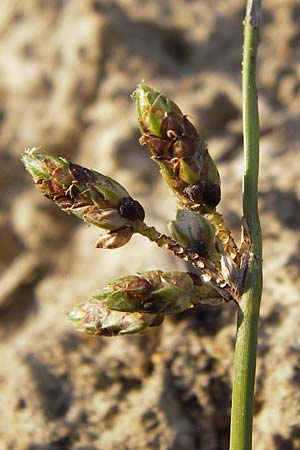 Schoenoplectiella supina \ Niedrige Teichsimse, Zwerg-Flechtbinse, D Philippsburg 20.8.2013