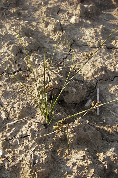 Schoenoplectiella supina \ Niedrige Teichsimse, Zwerg-Flechtbinse, D Philippsburg 20.8.2013