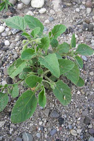 Solanum sarachoides \ Saracha-Nachtschatten / Saracha Nightshade, D Mannheim 21.8.2013