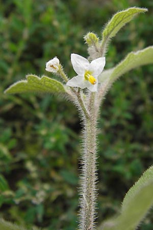 Solanum nigrum subsp. schultesii \ Schultes' Nachtschatten, Tuschender Nachtschatten / Schultes's Nightshade, D Heidelberg 1.9.2013