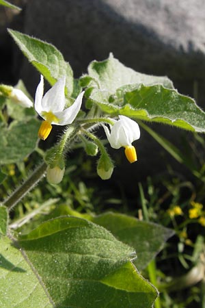 Solanum nigrum subsp. schultesii \ Schultes' Nachtschatten, Tuschender Nachtschatten, D Worms 4.9.2013