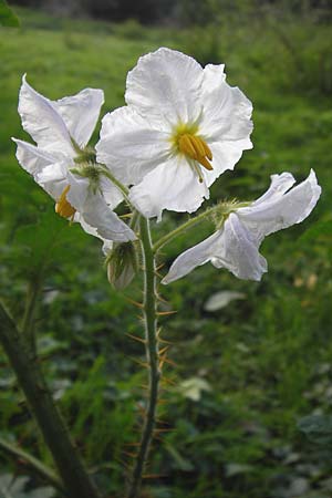 Solanum sisymbriifolium \ Raukenblttriger Nachtschatten, Litschi-Tomate, D Mannheim 25.9.2013