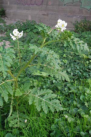 Solanum sisymbriifolium \ Raukenblttriger Nachtschatten, Litschi-Tomate, D Mannheim 25.9.2013