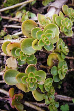 Sedum spurium / Caucasian Stonecrop, D Mannheim 16.11.2013