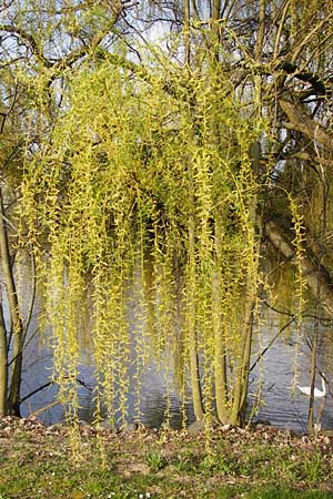 Salix alba x babylonica \ Trauer-Weide / Golden Weeping Willow, D Frankfurt-Schwanheim 26.3.2014