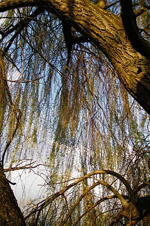 Salix alba x babylonica \ Trauer-Weide / Golden Weeping Willow, D Frankfurt-Schwanheim 26.3.2014